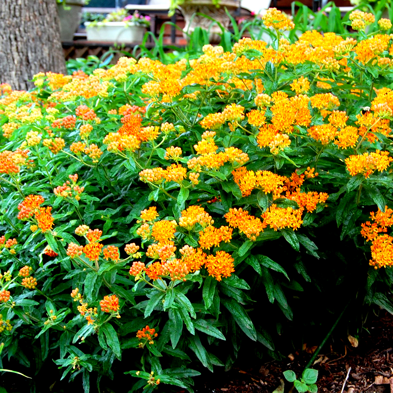 PERENNIAL: Butterfly Milkweed