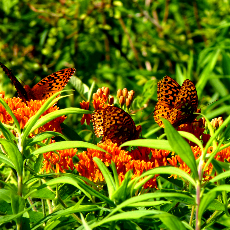PERENNIAL: Butterfly Milkweed