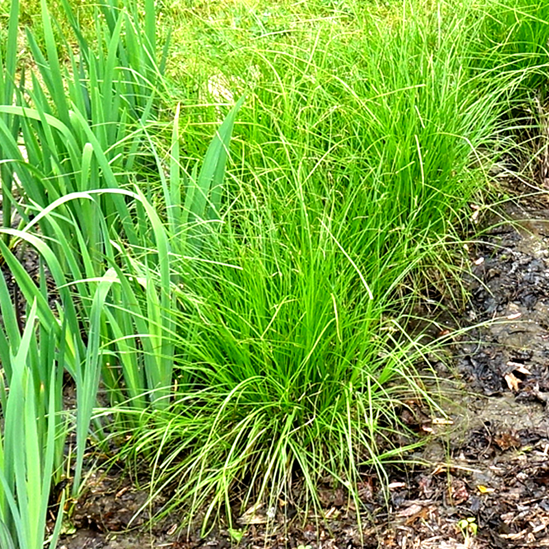 GRASS: Brown Fox Sedge
