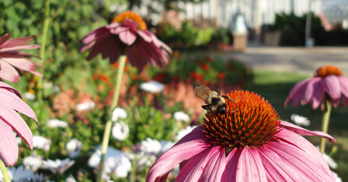 Native Plants for Birds, Bees, and Butterflies Friends of the Rouge