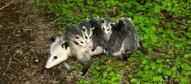 opossum hanging by tail