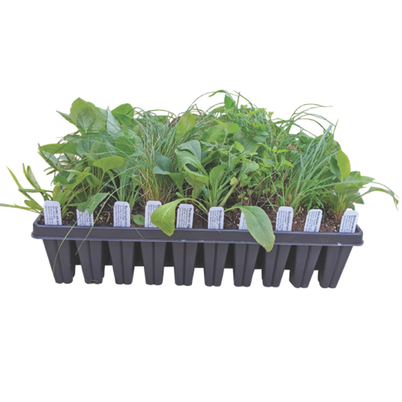 PRE ORDER 50 PLUGS - MAIL ORDER - Native Plant KITS (10 Species/ Kit)