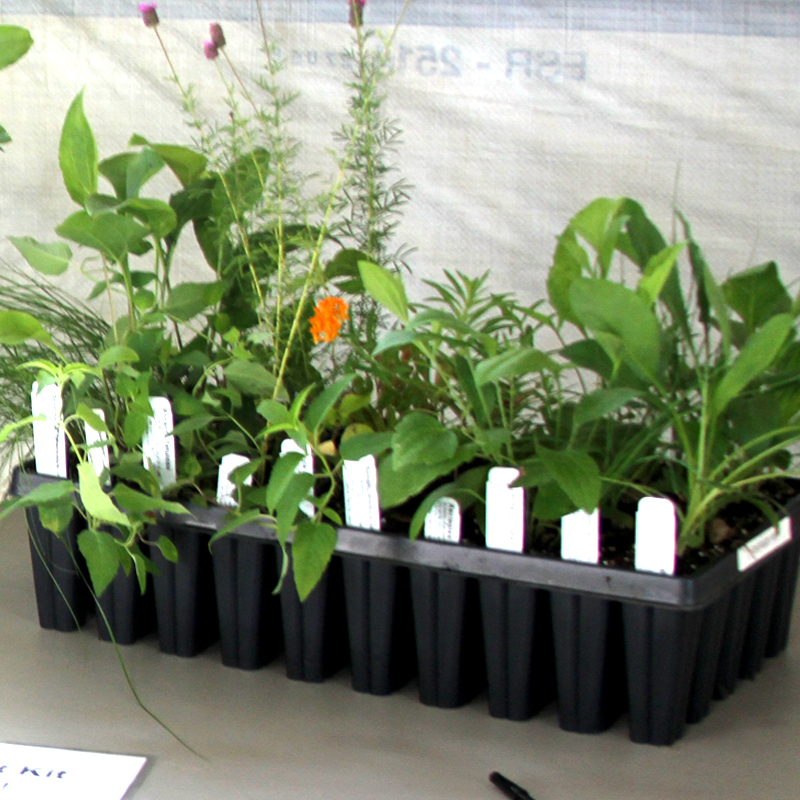 PRE ORDER 50 PLUGS - MAIL ORDER - Native Plant KITS (10 Species/ Kit)