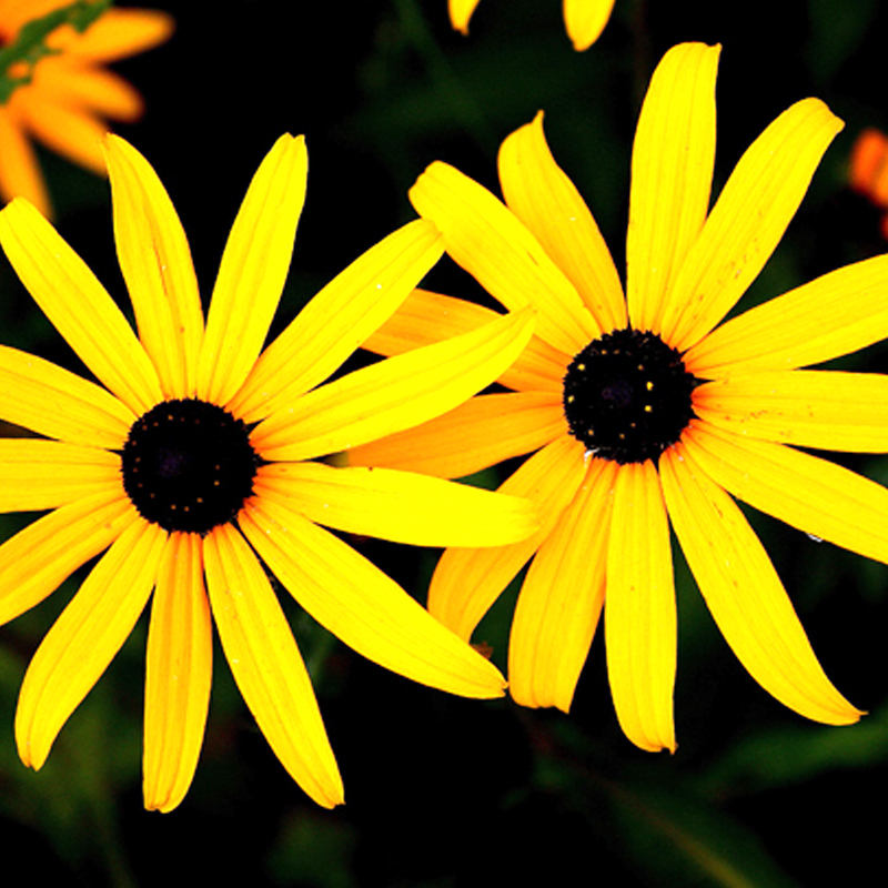 PERENNIAL: Showy Black-Eyed Susan (3 pack)