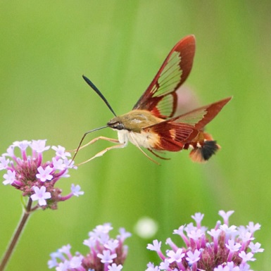 Giant moths that resemble hummingbirds appear all over the Bay Area