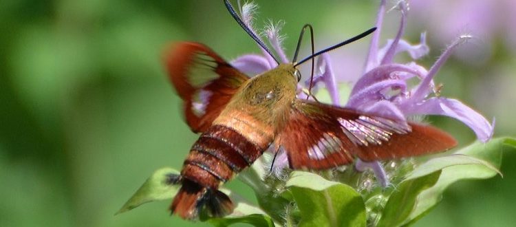 Hummingbird Moth Andy Reago & Chrissy McClarren