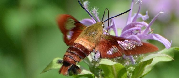 THIS MOTH FLIES LIKE A HUMMING BIRD 