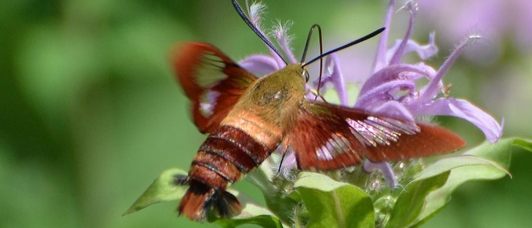 hummingbird moth size