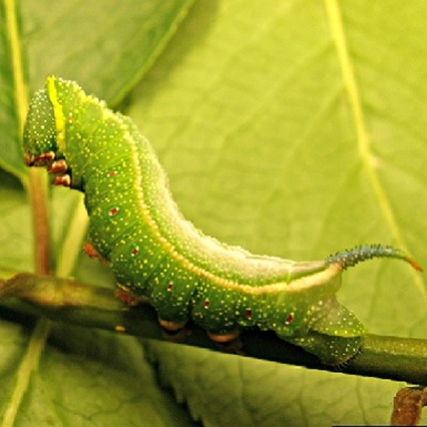 hummingbird clearwing moth caterpillar