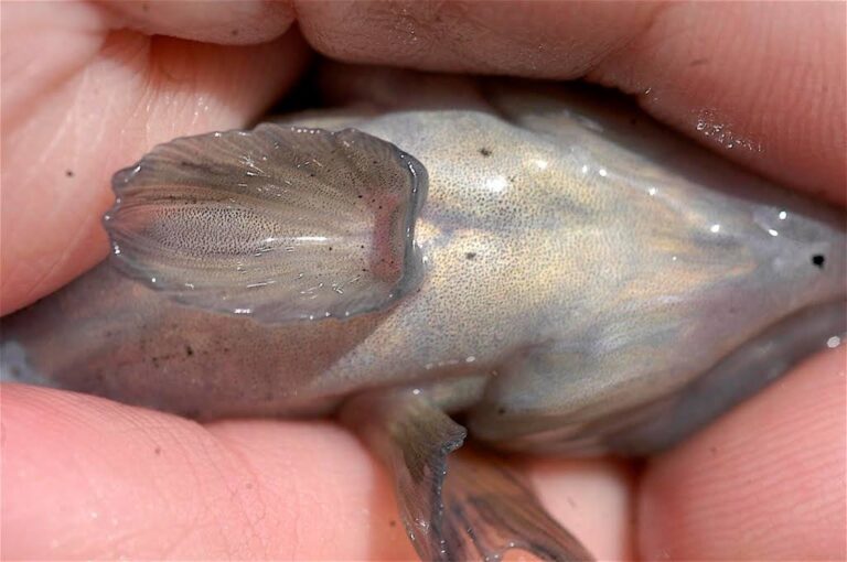 CREATURE FEATURE Round Goby Friends of the Rouge