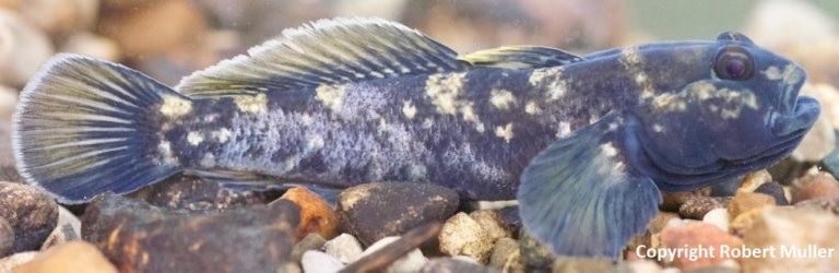 Black male round goby.
