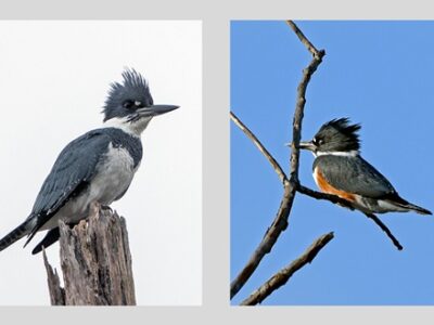 Male & Female Belted Kingfisher