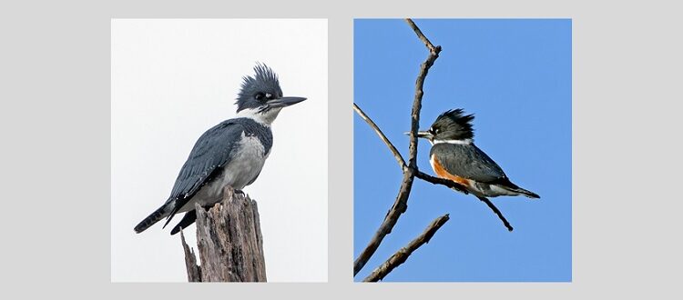 Male & Female Belted Kingfisher