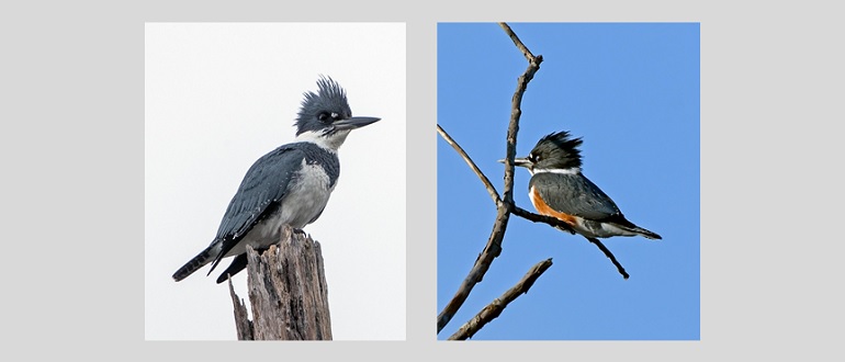 CREATURE FEATURE Belted Kingfishers – Friends of the Rouge