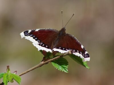 Mourning cloak butterfly on branch