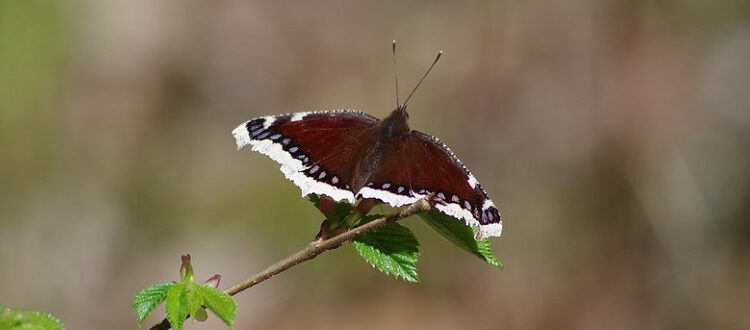 Mourning cloak butterfly on branch