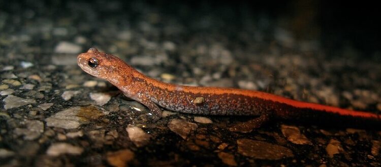 Eastern red-backed salamander