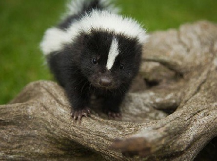 Striped Skunk