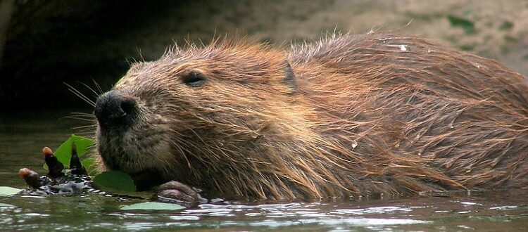 Eurasian beavers: a keystone species that keep waterways clean