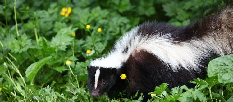 what do baby skunks look like