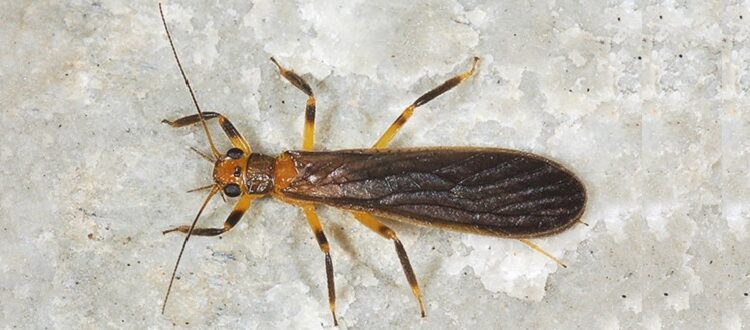 Slender Winter Stonefly