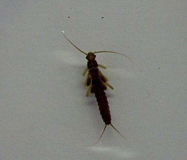 CREATURE FEATURE Winter Stonefly – Friends of the Rouge