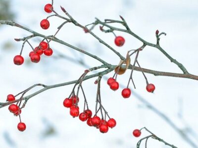 Winterberry shrub by David Guthrie CC-BY-SA-2.0