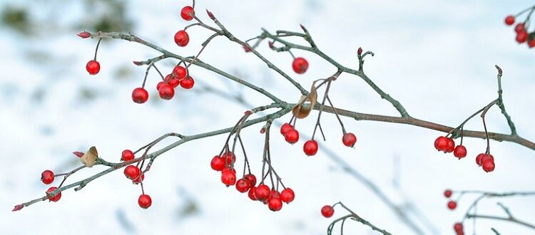Winterberry shrub by David Guthrie CC-BY-SA-2.0