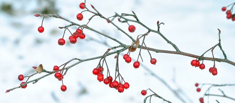 Winterberry Stems