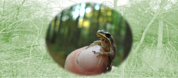 Midland chorus frog on a finger