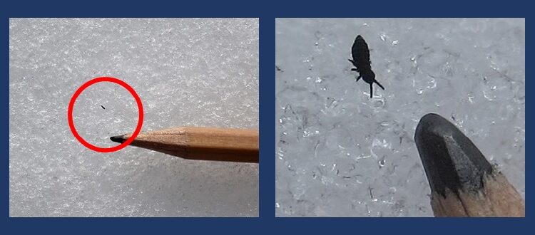 Close-up of snow flea on ice