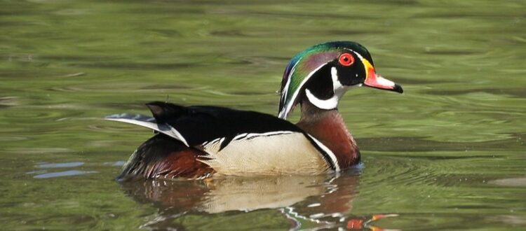 Male wood duck by Mike's Birds CC-BY-SA-2.0