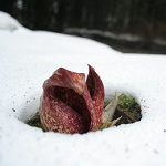 skunk cabbage in snow