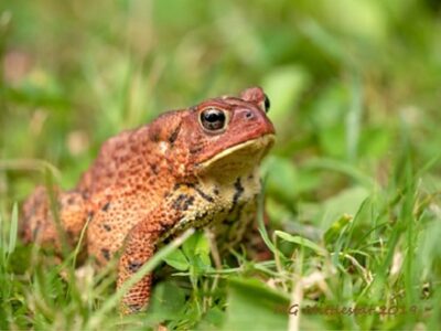 American Toad on grass