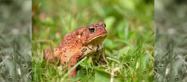 American Toad on grass