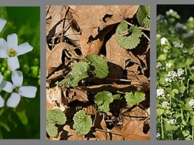 Garlic Mustard flower, leaves, tall plants