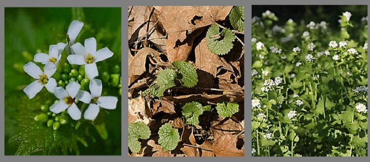 Garlic Mustard flower, leaves, tall plants