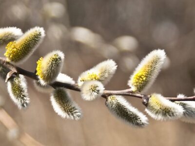 American pussy willow branch