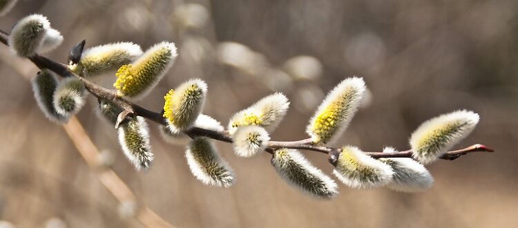 American pussy willow branch