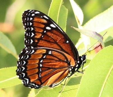 Viceroy butterfly