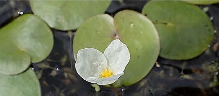 European Frogbit (hydrocharis) Jermey Halls - CC-BY-SA-2.0)