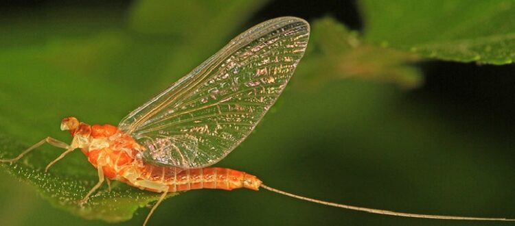 Adult flathead mayfly