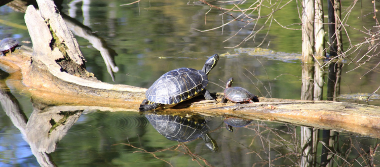 turtles on log