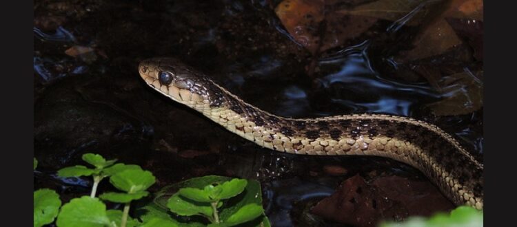 Eastern garter snake