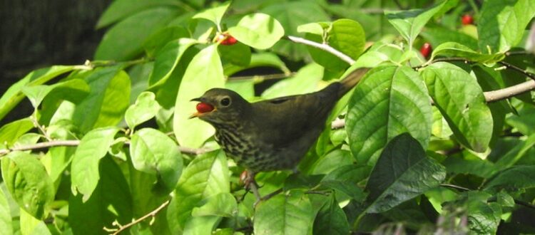 Swainson's thrush in spicebush