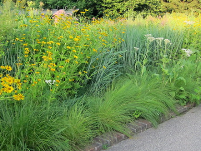 Native Plant border at Chicago Botanical Garden