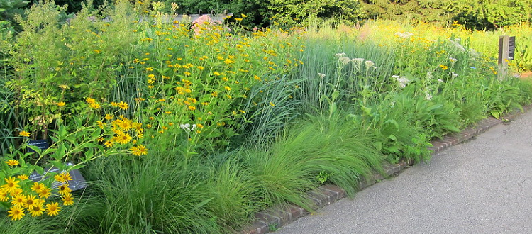 Native Plant border at Chicago Botanical Garden