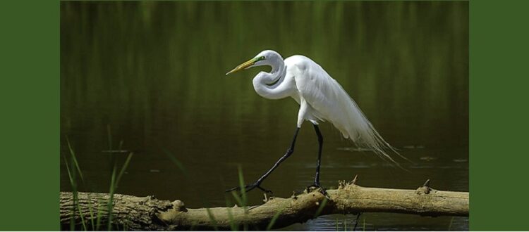 Adult great egret with breeding feathers