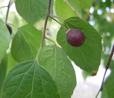 Hackberry leaves and fruit