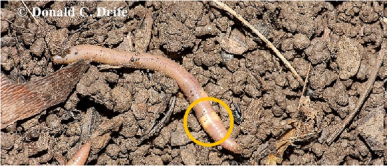 CREATURE FEATURE – Earthworms (European & Asian Jumpers) – Friends of the  Rouge